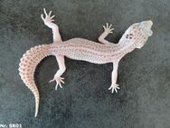 Mack Super Snow Eclipse Tremper Albino Raptor Männchen Weibchen Leopardgecko 2024 - Berlin