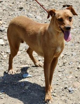 Honey, agil, lernwillig, freundlich - Westerholt