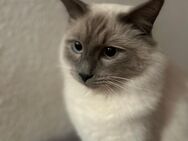 Ragdoll kater - Dortmund