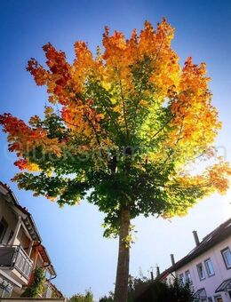 Secret Sale: Investition oder selbst nutzen. Mehrere moderne DHH Nähe Barleben - Barleben