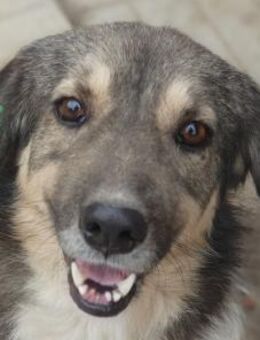 TWIX-ein richtiger Gute-Laune-Rüde, 39cm - Rösrath