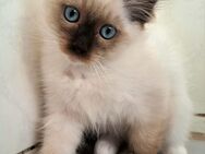 Ragdoll Kater - Anklam