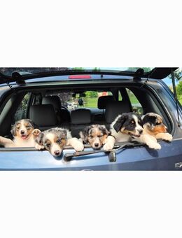 Australian Shepherd Welpen abzugeben - Dannenberg (Elbe)