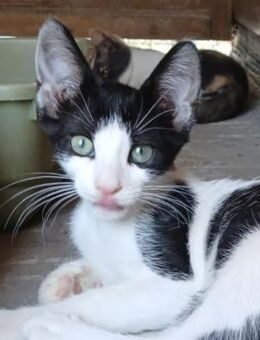 Doppeltes Fleckenglück sucht Zuhause! - Bergkirchen