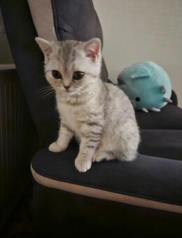 BKH Kitten Abgabebereit - Remscheid