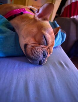 Französische Bulldogge 18 Monate sucht liebevolles neues zuhause - Löbau