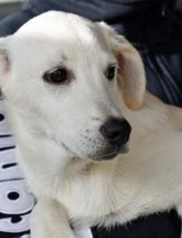 Familie für Tundra gesucht - Neuss