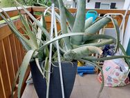 Echte Aloe Vera Pflanzen im Container - Ohlstadt