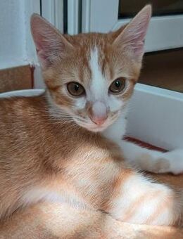 🍑Charmanter Jungkater Peach🍑 - Eislingen (Fils)