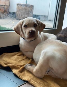 Süße Labrador Welpen suchen ein liebevolles zu Hause - Meschede (Kreis- und Hochschulstadt) Zentrum