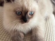 Britisch Kurzhaar kitten mit blauen Augen - Rahden