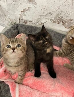 Kuschelig und Verschmust - Dortmund