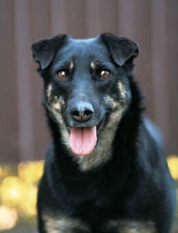 Aktive Lana sucht passendes Zuhause - Duisburg