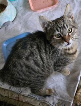 Mogli sucht sein für-immer-Zuhause - Freilassing