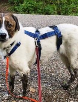 Juditha ist so ein liebes Hundemädchen - Karben