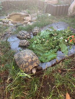 5 weibliche Griechische Landschildkröten mit Papieren abzugeben - Herten