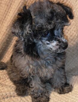 Toy Pudel Hündin - Braunlage Zentrum