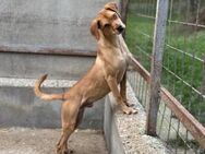Marlow sucht Zuhause - Mudersbach