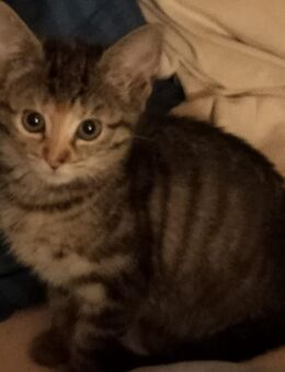 Katzenbaby abzugeben - Waldbröl