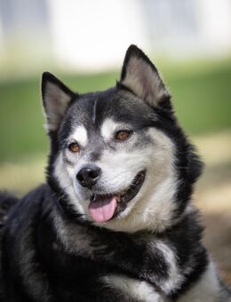 Aurora- kuschelige Hündin - Tettau (Bayern)