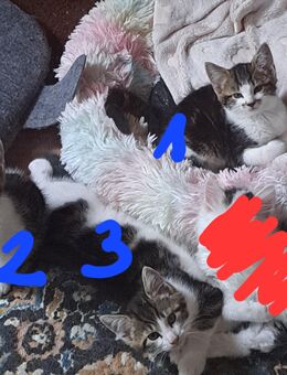 Getigerte Babykatzen - Leutkirch (Allgäu) Zentrum