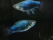 Platy Metallic blau - Hohenroth