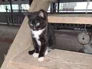 Babykatze Kitten Mischling - Kisdorf