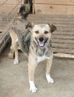Erna sucht ein schönes Zuhause - Blankenheim (Nordrhein-Westfalen)