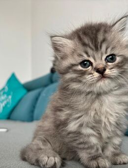 Kitten BKH/Perser - Emmendingen