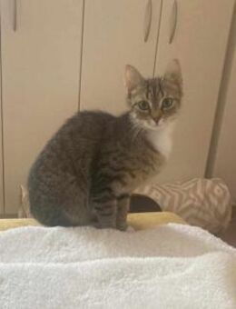 Schüchterne Lilly sucht Familie - Margetshöchheim