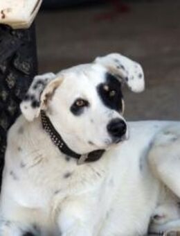 Zorro sucht seine für immer Familie! - Krefeld