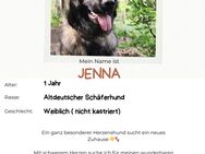 Altdeutscher Schäferhund Hündin DDR Linie - Oberkrämer