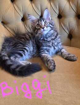 Maine Coon Kitten Mädchen sucht ab sofort ein Zuhause - Droyßig