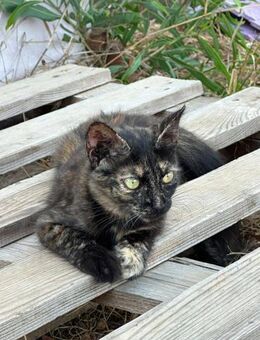 Faith 🐾 möchte nicht aufgeben - Kirchheim (München)