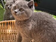 Britisch Kurzhaar Kitten Weibchen - Mönchengladbach Zentrum