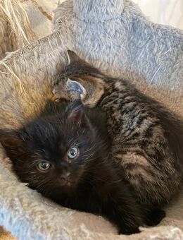 2 süße kleine BLH-Mix-Kitten suchen noch ein liebevolles zu Hause - Kreischa
