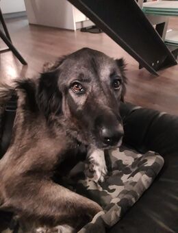 Mausi sucht ihr Für-immer-Zuhause ♡ - Moers