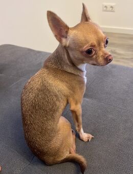 Chihuahua - Wolfenbüttel