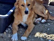 Mister X, jung, sucht ein Zuhause - Bochum