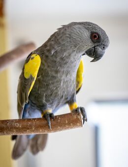 Papagei Rüppellpapagei Blausteißpapagei Poicephalus rüppelli - Rümmelsheim