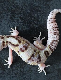 Leopardgecko 2025 verschiedene Genetik Männchen Weibchen - Berlin