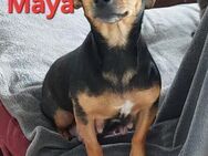 Maya - mega süße Pinscher-Hündin - Höchst (Odenwald)
