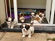 Noch 4 Shih Tzu Hündinnen abzugeben - Seeland Gatersleben