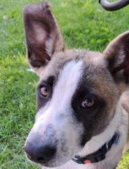 Wer schenkt Track ein Zuhause? - München