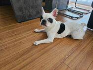 Französische Bulldogge - Stuttgart