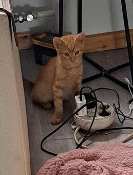 Drei süsse kitten suchen ihr für immer zuhause - Kirchberg (Hunsrück)