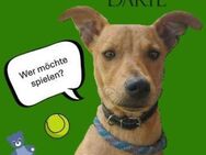 DARYL, lustig und verspielt - Gefrees