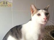 Ronald - besonderer Kater sucht Zuhause - Bad Camberg