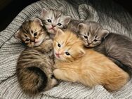 BKH Kitten - Berlin