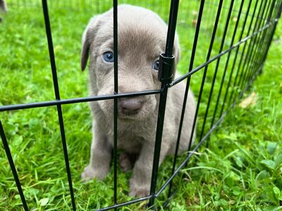 Reinrassige Silberne Labrador suchen neue zuhause